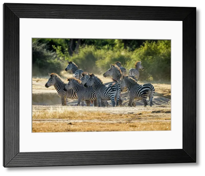 Framed Print : Zebras, Lower Zambezi National Park, Zambia