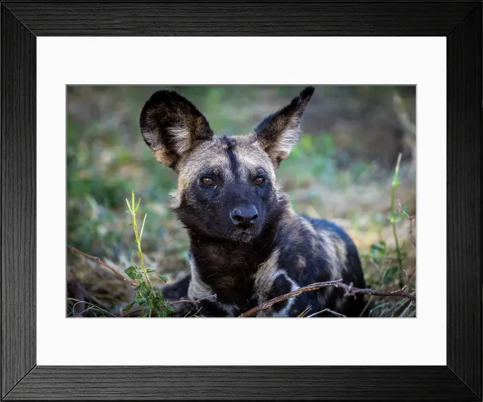 Framed Print : Wild dog, Lower Zambezi National Park, Zambia Framed Print : Wild dog, Lower Zambezi National Park, Zambia