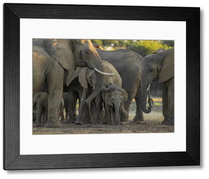 Framed Print : Elephant herd, Lower Zambezi National Park, Zambia