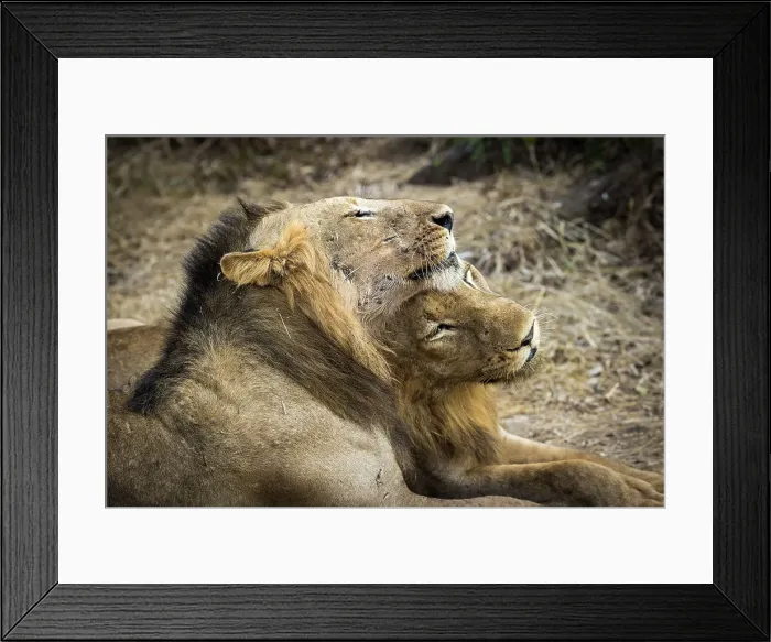 Framed Print : Lions, Lower Zambezi National Park, Zambia Framed Print : Lions, Lower Zambezi National Park, Zambia