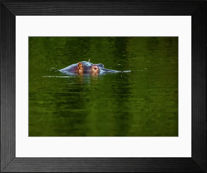Framed Print : Hippopotamus in Chongwe River, Lower Zambezi National Park, Zambia Framed Print : Hippopotamus in Chongwe River, Lower Zambezi National Park, Zambia
