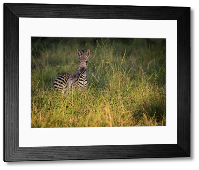 Framed Print : Zebra in long grass, South Luangwa National Park, Zambia Framed Print : Zebra in long grass, South Luangwa National Park, Zambia