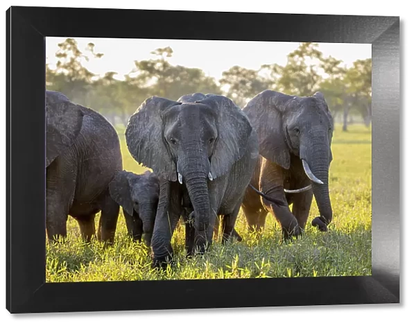 Elephants, South Luangwa National Park, Zambia