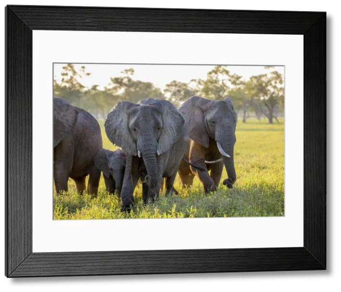 Framed Print : Elephants, South Luangwa National Park, Zambia Framed Print : Elephants, South Luangwa National Park, Zambia