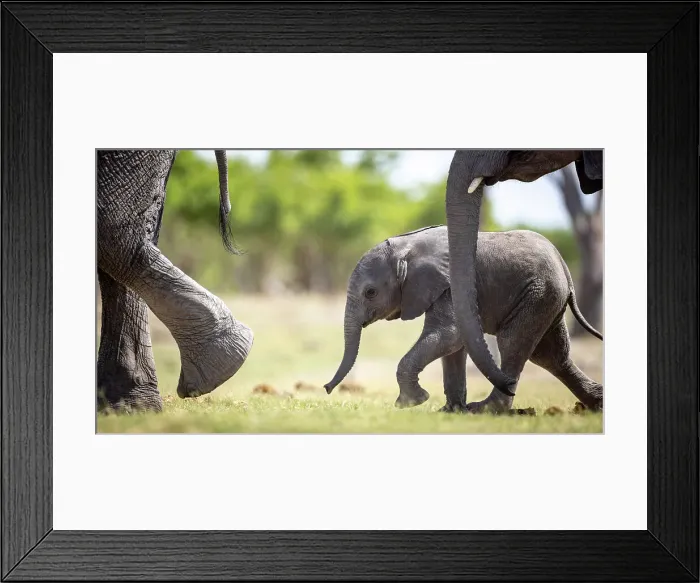 Framed Print : Elephant calf running, Okavango Delta, Botswana Framed Print : Elephant calf running, Okavango Delta, Botswana