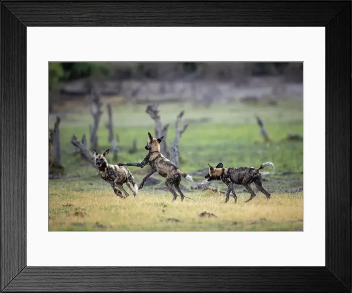 Framed Print : African Wild Dog pups at play, Okavango Delta, Botswana Framed Print : African Wild Dog pups at play, Okavango Delta, Botswana