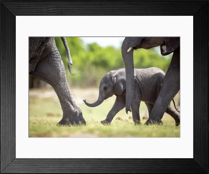 Framed Print : Elephant calf running, Okavango Delta, Botswana Framed Print : Elephant calf running, Okavango Delta, Botswana