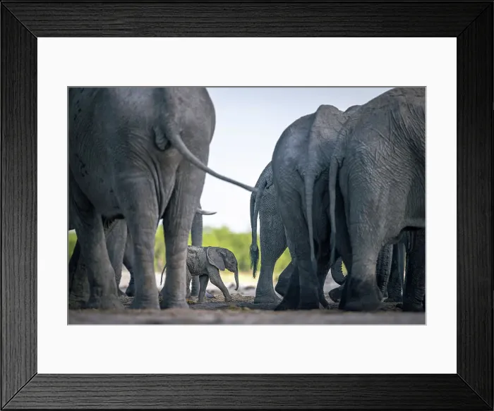 Framed Print : Elephant calf in the herd at the waterhole, Okavango Delta, Botswana