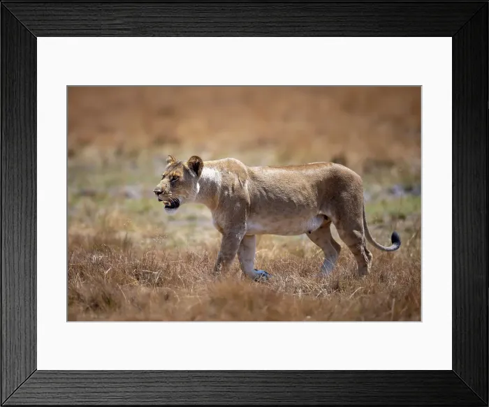 Framed Print : Lioness on the move, Okavango Delta, Botswana Framed Print : Lioness on the move, Okavango Delta, Botswana