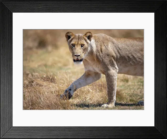 Framed Print : Lioness on the move, Okavango Delta, Botswana Framed Print : Lioness on the move, Okavango Delta, Botswana