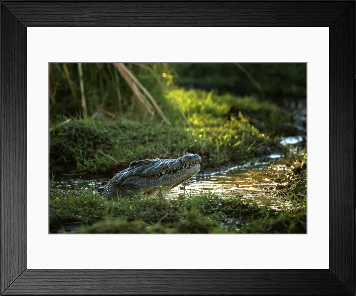 Framed Print : Nile Crocodile, Okavango Delta, Botswana Framed Print : Nile Crocodile, Okavango Delta, Botswana