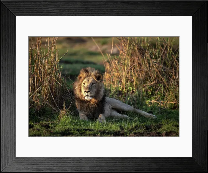 Framed Print : Male Lion in the floodplains, Okavango Delta, Botswana Framed Print : Male Lion in the floodplains, Okavango Delta, Botswana