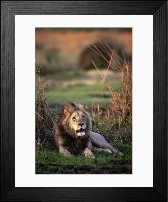 Framed Print : Male Lion in the floodplains, Okavango Delta, Botswana Framed Print : Male Lion in the floodplains, Okavango Delta, Botswana