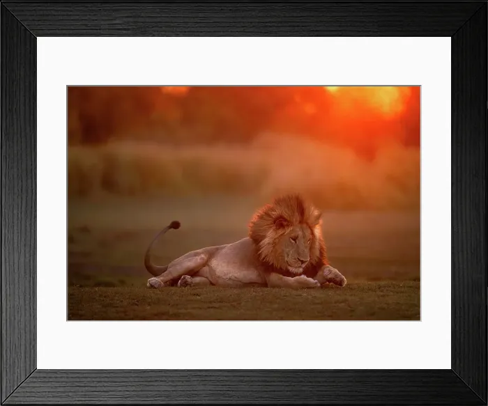 Framed Print : Male Lion at sunset with something under his paw, Okavango Delta, Botswana