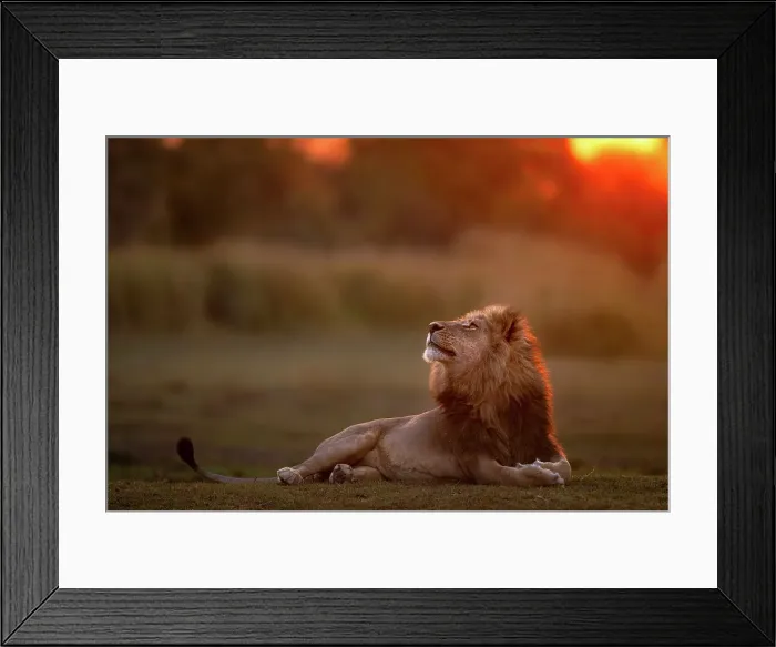 Framed Print : Male Lion at sunset looking up, Okavango Delta, Botswana Framed Print : Male Lion at sunset looking up, Okavango Delta, Botswana