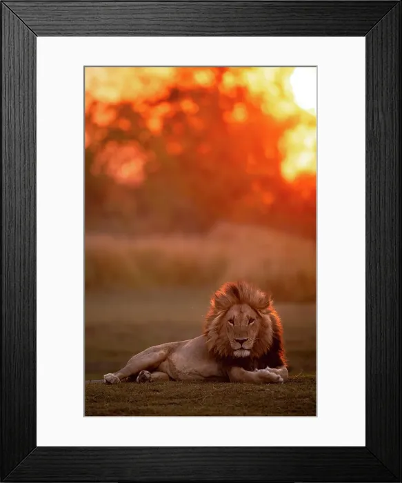 Framed Print : Male Lion sunset portrait, Okavango Delta, Botswana Framed Print : Male Lion sunset portrait, Okavango Delta, Botswana