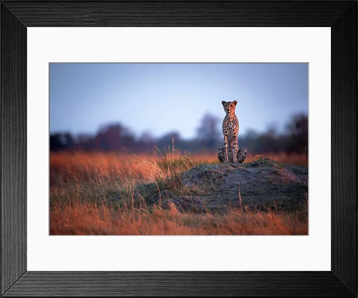 Framed Print : Cheetah at first light, Okavango Delta, Botswana Framed Print : Cheetah at first light, Okavango Delta, Botswana