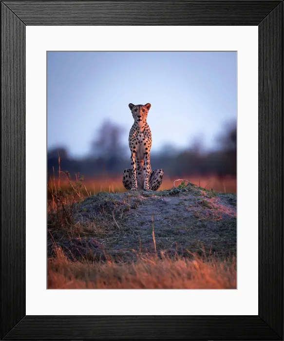 Framed Print : Cheetah at first light, Okavango Delta, Botswana Framed Print : Cheetah at first light, Okavango Delta, Botswana