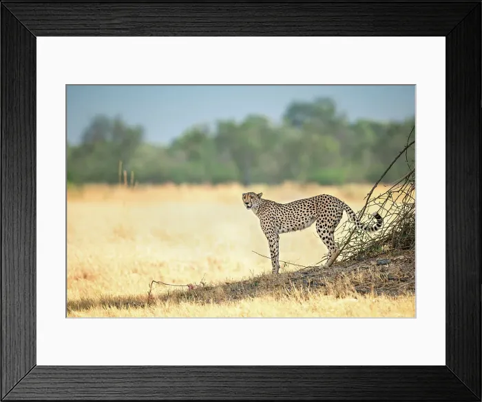 Framed Print : Cheetah on the prowl, Okavango Delta, Botswana Framed Print : Cheetah on the prowl, Okavango Delta, Botswana