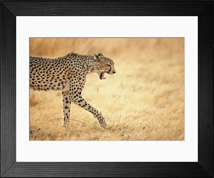 Framed Print : Cheetah on the move, Okavango Delta, Botswana Framed Print : Cheetah on the move, Okavango Delta, Botswana