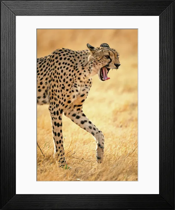 Framed Print : Cheetah yawn, Okavango Delta, Botswana