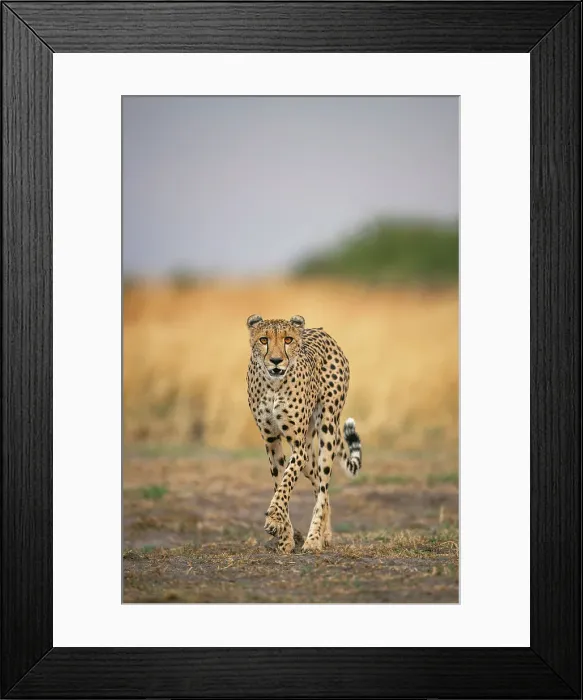 Framed Print : Cheetah on the move, Okavango Delta, Botswana Framed Print : Cheetah on the move, Okavango Delta, Botswana