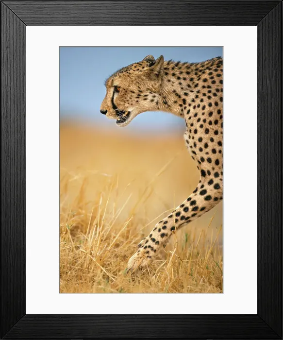 Framed Print : Cheetah on the move, Okavango Delta, Botswana Framed Print : Cheetah on the move, Okavango Delta, Botswana
