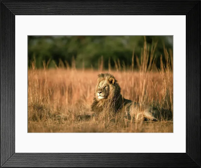 Framed Print : Male Lion in the floodplains, Okavango Delta, Botswana Framed Print : Male Lion in the floodplains, Okavango Delta, Botswana