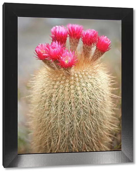 The flowers of a cardon cactus (Leucostele atacamensis), Cianzo Valley, Humahuaca, Jujuy, Northwest Argentina
