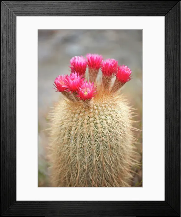Framed Print : The flowers of a cardon cactus (Leucostele atacamensis), Cianzo Valley, Humahuaca, Jujuy, Northwest Argentina Framed Print : The flowers of a cardon cactus (Leucostele atacamensis), Cianzo Valley, Humahuaca, Jujuy, Northwest Argentina