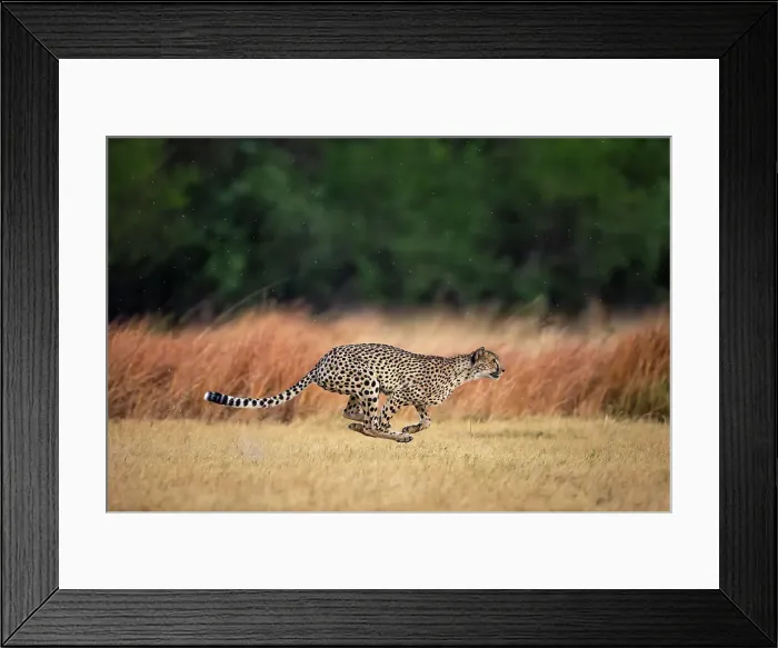 Framed Print : Cheetah at full speed, Okavango Delta, Botswana Framed Print : Cheetah at full speed, Okavango Delta, Botswana