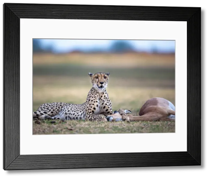 Framed Print : Cheetah with Impala kill, Okavango Delta, Botswana Framed Print : Cheetah with Impala kill, Okavango Delta, Botswana