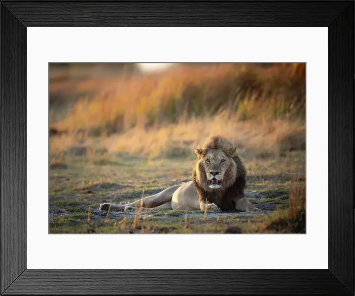 Framed Print : Male Lion in the floodplains, Okavango Delta, Botswana Framed Print : Male Lion in the floodplains, Okavango Delta, Botswana