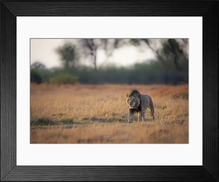 Framed Print : Male Lion in the floodplains, Okavango Delta, Botswana Framed Print : Male Lion in the floodplains, Okavango Delta, Botswana