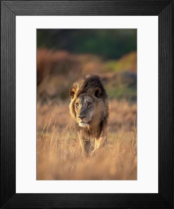 Framed Print : Male Lion portrait, Okavango Delta, Botswana Framed Print : Male Lion portrait, Okavango Delta, Botswana