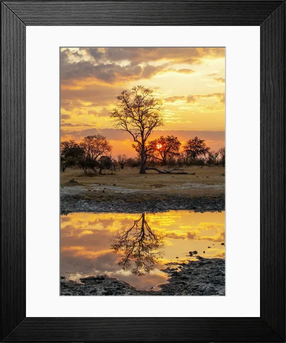 Framed Print : Moremi Game Reserve, Botswana, Africa