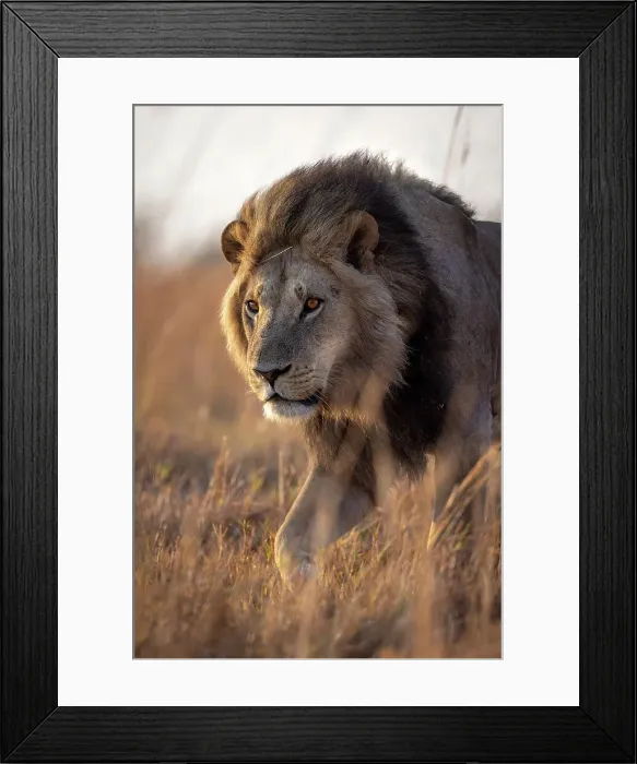 Framed Print : Male Lion portrait, Okavango Delta, Botswana Framed Print : Male Lion portrait, Okavango Delta, Botswana