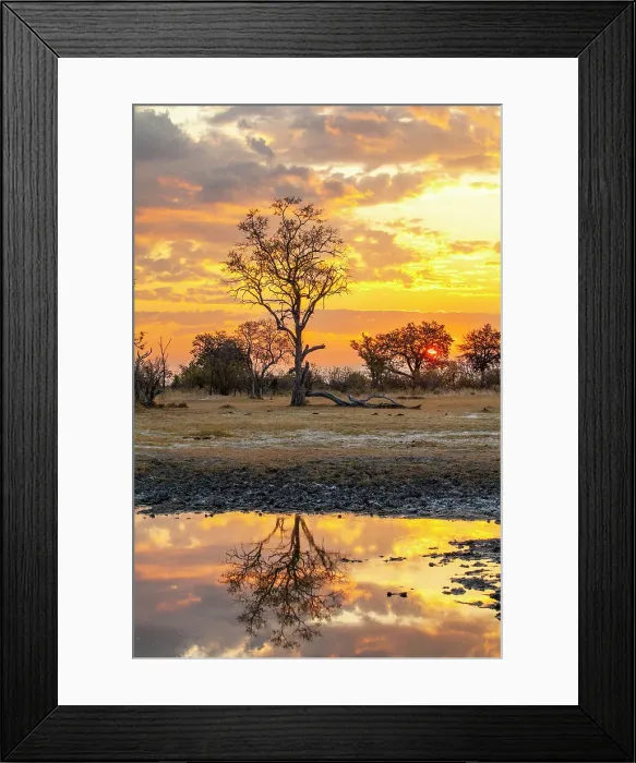 Framed Print : Moremi Game Reserve, Botswana, Africa