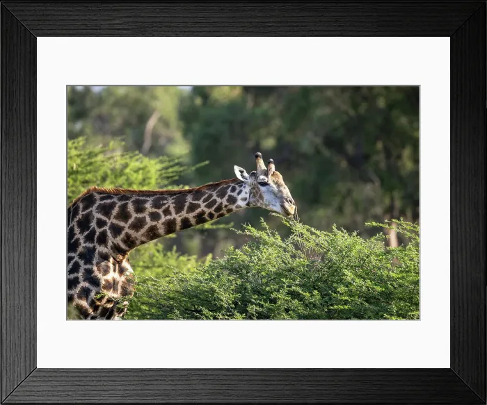 Framed Print : Giraffe Feeding, Okavango Delta, Botswana