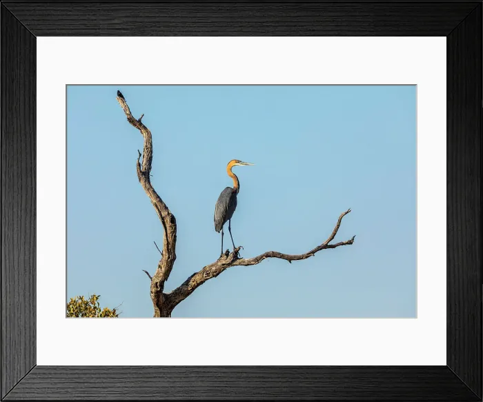 Framed Print : Goliath heron, Moremi Game Reserve, Botswana, Africa Framed Print : Goliath heron, Moremi Game Reserve, Botswana, Africa