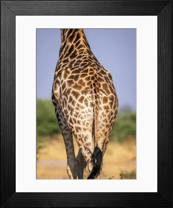 Framed Print : Giraffe backside patterns, Okavango Delta, Botswana Framed Print : Giraffe backside patterns, Okavango Delta, Botswana