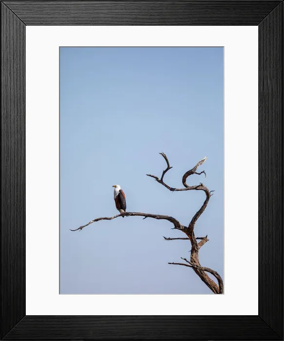 Framed Print : African fish eagle, Moremi Game Reserve, Botswana, Africa Framed Print : African fish eagle, Moremi Game Reserve, Botswana, Africa