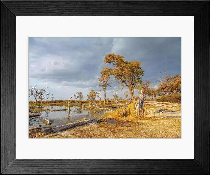 Framed Print : Moremi Game Reserve, Botswana, Africa