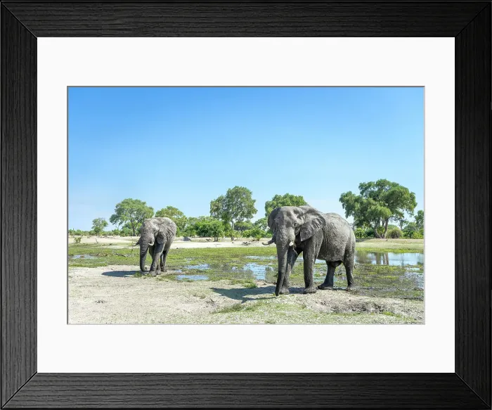 Framed Print : Elephant bulls at the water, Okavango Delta, Botswana Framed Print : Elephant bulls at the water, Okavango Delta, Botswana