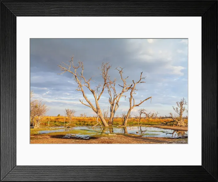 Framed Print : Moremi Game Reserve, Botswana, Africa
