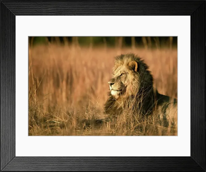 Framed Print : Male Lion in the floodplains, Okavango Delta, Botswana Framed Print : Male Lion in the floodplains, Okavango Delta, Botswana