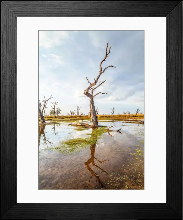 Framed Print : Moremi Game Reserve, Botswana, Africa
