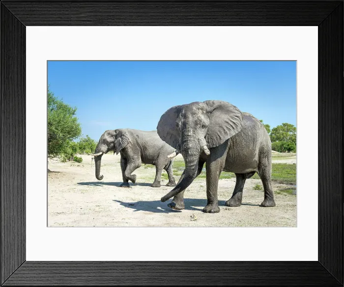 Framed Print : Elephant bulls at the water, Okavango Delta, Botswana Framed Print : Elephant bulls at the water, Okavango Delta, Botswana