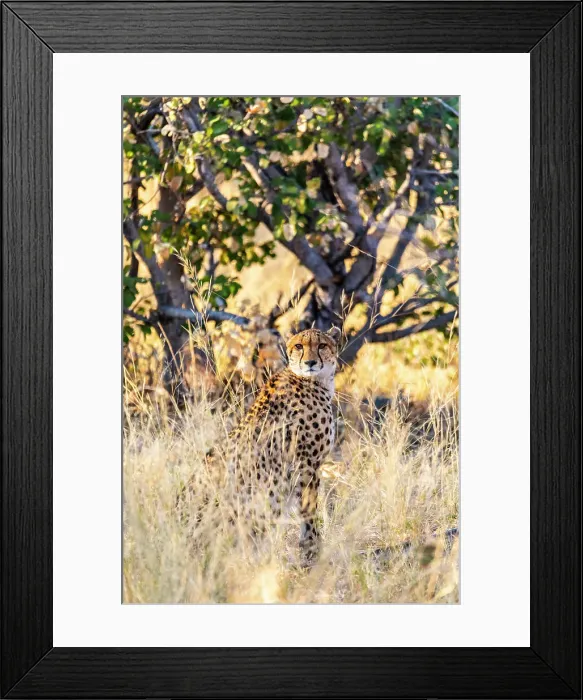 Framed Print : Cheetah, Moremi Game Reserve, Botswana, Africa Framed Print : Cheetah, Moremi Game Reserve, Botswana, Africa