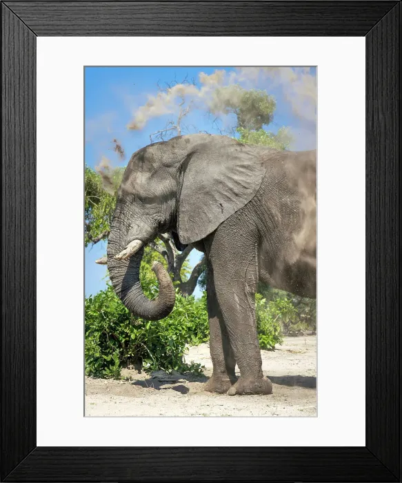 Framed Print : Elephant dust bathing, Okavango Delta, Botswana Framed Print : Elephant dust bathing, Okavango Delta, Botswana
